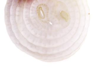 Image showing Onion Slice Background