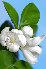 Image showing Orange tree blossom 