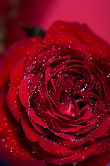 Image showing red rose with water droplets