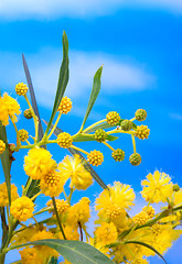 Image showing mimosa - beautiful yellow spring flowers 