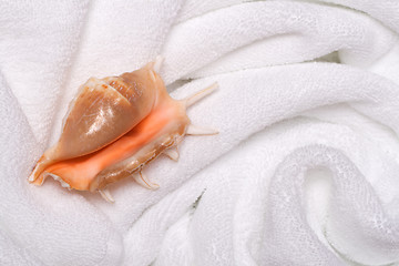 Image showing shell on white towels close up