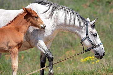 Image showing Horses