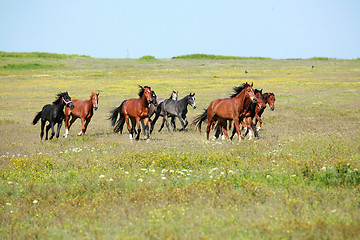 Image showing Horses