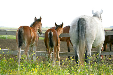 Image showing Horses