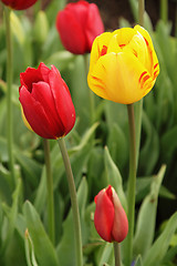 Image showing Tulips