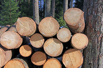 Image showing Wooden  Logs Stacked by Pine Tree
