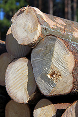 Image showing Wooden Logs Stacked, Vertical View