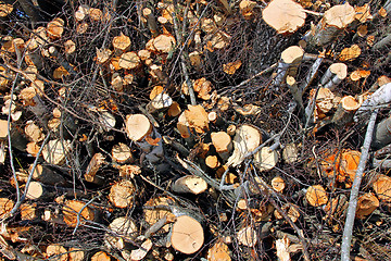 Image showing Biomass Wood Background