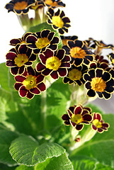 Image showing Dark Red Primrose Flowers