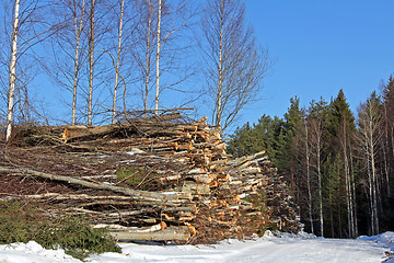 Image showing  Wood Fuel Stacked in Forest