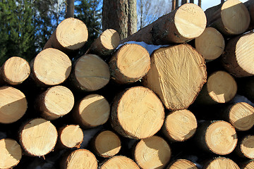 Image showing Spruce Logs Piled Up