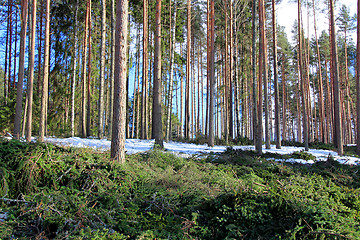 Image showing Forest Thinning and Tree Spacing