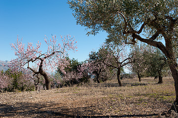 Image showing MEditerranean agriculture