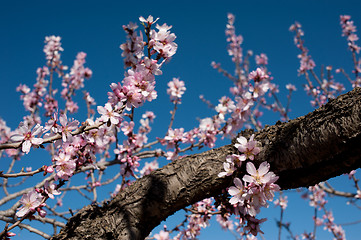 Image showing Almond branch