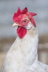 Image showing Red-crowned Chicken