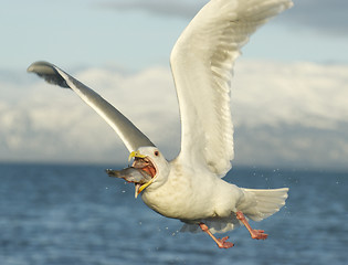 Image showing Glaucous Gull, Larus hyperboreus