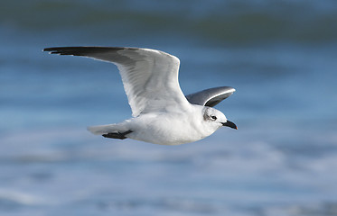 Image showing Laughing Gull, Larus atricilla