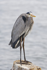 Image showing Great Blue Heron, Ardea herodias