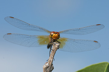 Image showing Damselfly or Dragonfly