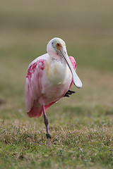 Image showing Roseate Spoonbill, Platalea ajaja