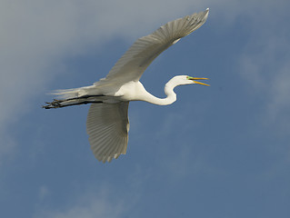 Image showing Great Egret, Ardea alba