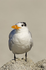 Image showing Royal Tern, Sterna maxima