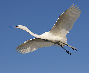 Image showing Great Egret, Ardea alba