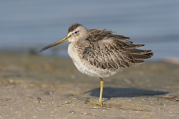 Image showing Short-billed Dowitcher, Limnodromus griscus