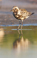 Image showing Black-bellied Plover, Pluvialis squatorola