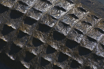 Image showing American Alligator skin texture