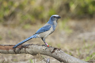 Image showing Endangered Scrub Jay