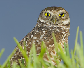 Image showing Burrowing Owl, Athene cunicularia