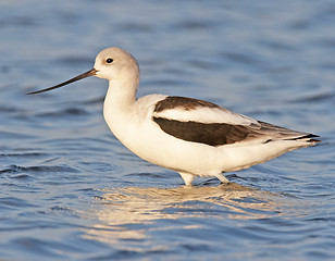 Image showing American Avocet