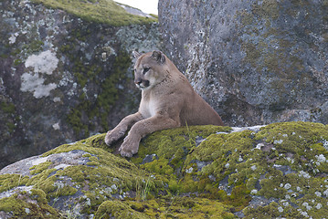 Image showing Mountain Lion