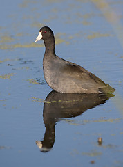 Image showing America Coot