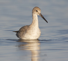 Image showing Eastern Willet, Tringa semipalmata