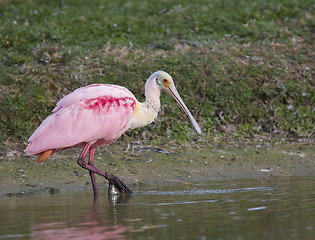 Image showing Roseate Spoonbill, Platalea ajaja