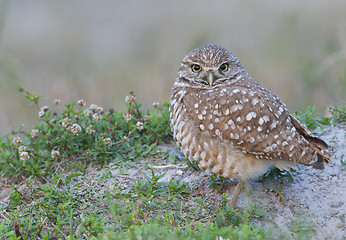 Image showing Burrowing Owl, Athene cunicularia