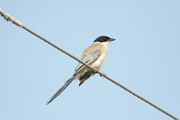 Image showing Azure-wing Magpie