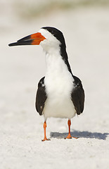 Image showing Black Skimmer, Rynchops niger