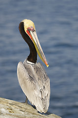 Image showing California Brown Pelican, Pelecanus occidentalis