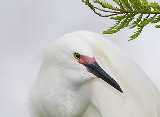 Image showing Snowy Egret, Egretta thula