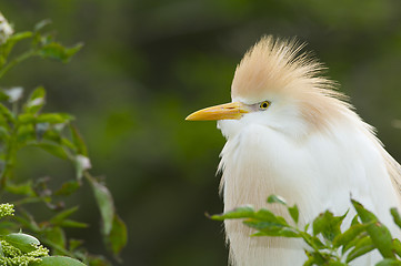 Image showing Cattle Egret, Bubulcus ibis