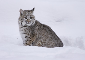 Image showing Bobcat in deep white snow