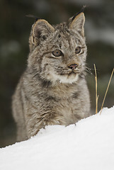 Image showing Lynx