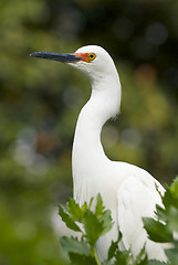 Image showing Snowy Egret, Egretta thula