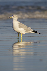 Image showing Herring Gull, Larus delawarensis argentatus