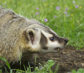 Image showing American Badger