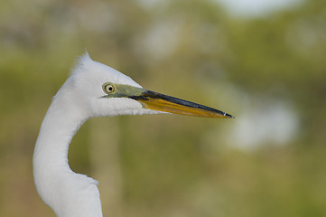 Image showing Great Egret, Ardea alba