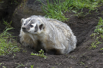 Image showing American Badger